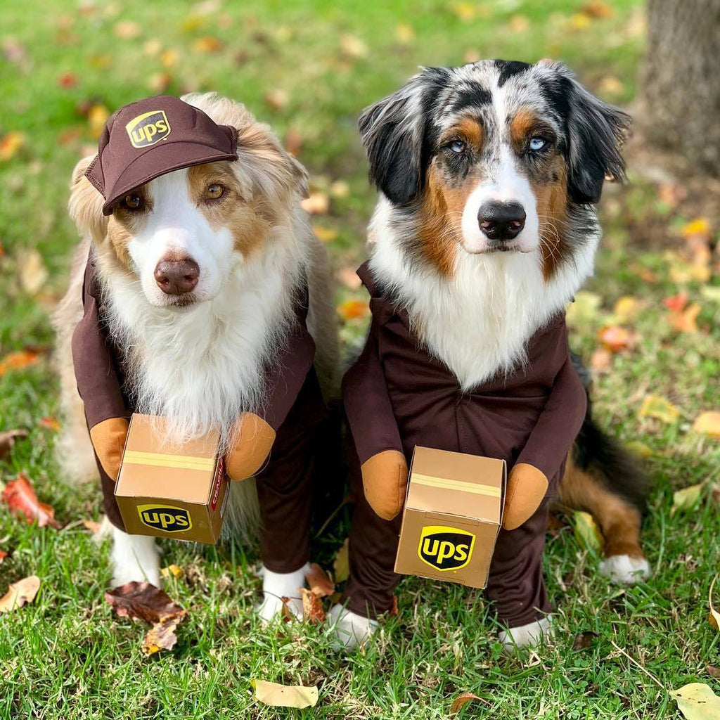 Delivery of pet dog and cat clothes